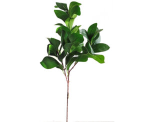 Vara Ficus x 3