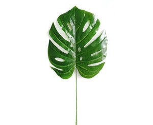 Vara Monstera x 1 27 x 31 cm