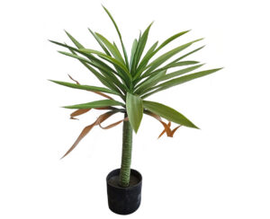 Yuca en Maceta 70 cm