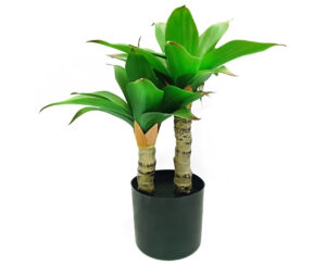 Agave en Maceta 50 cm