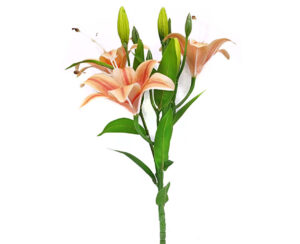 Vara Lirio 3 Ramas 48 cm